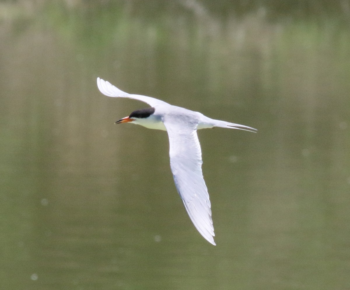 Caspian Tern - Lorraine Lanning