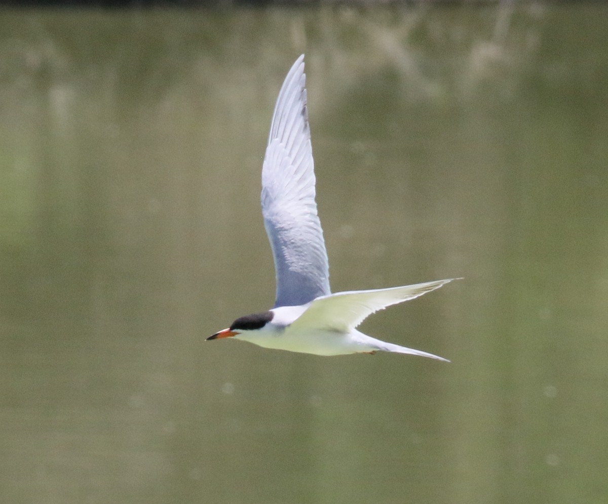 Caspian Tern - Lorraine Lanning