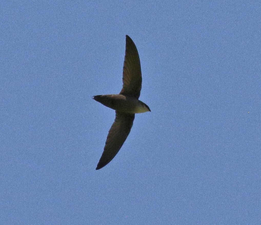 Chimney Swift - Lorraine Lanning