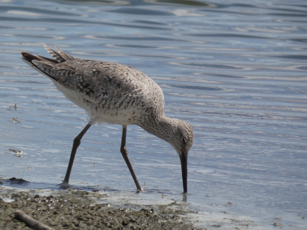 Willet - Robert Leonhardt