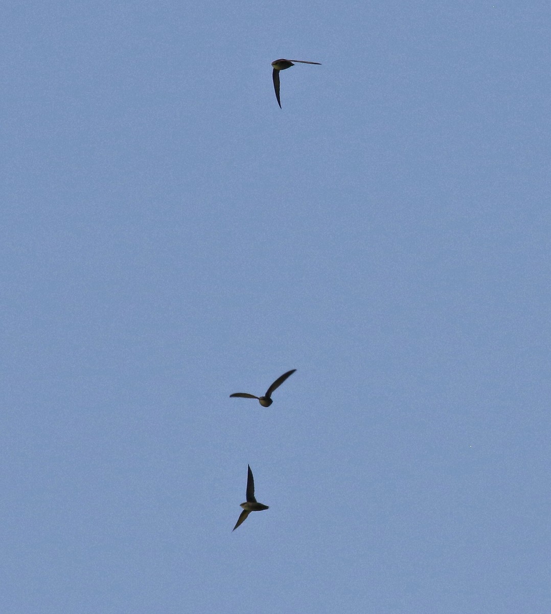 Chimney Swift - Lorraine Lanning