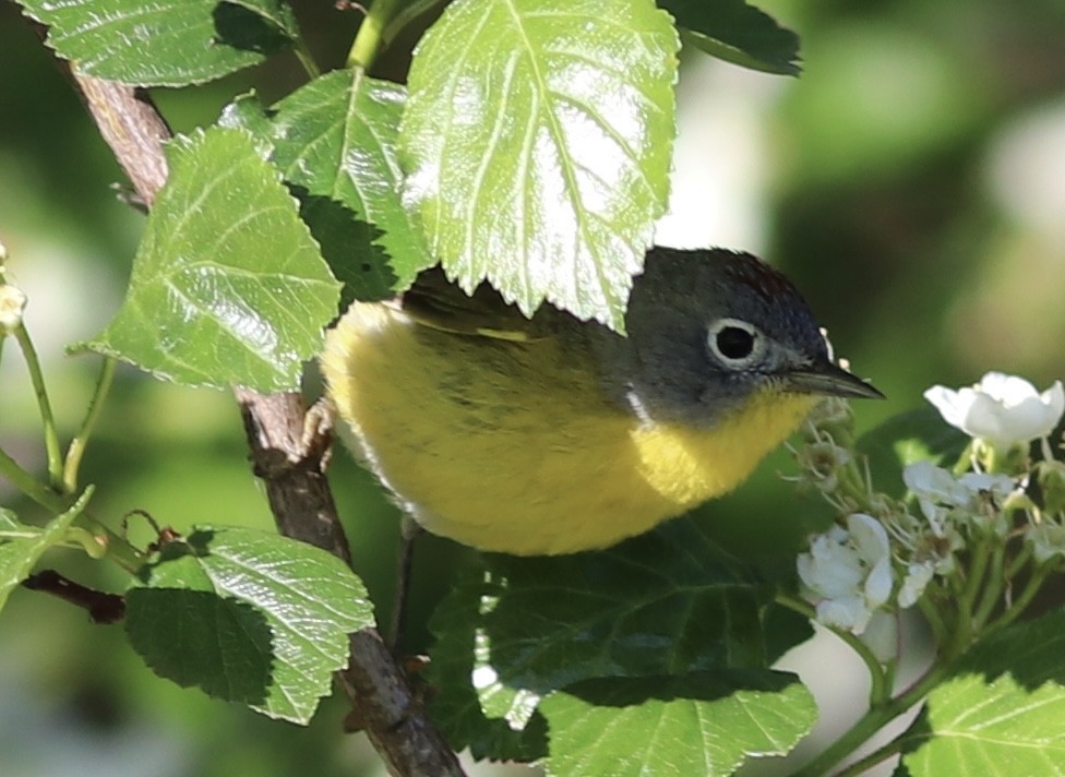 Nashville Warbler - ML337619251