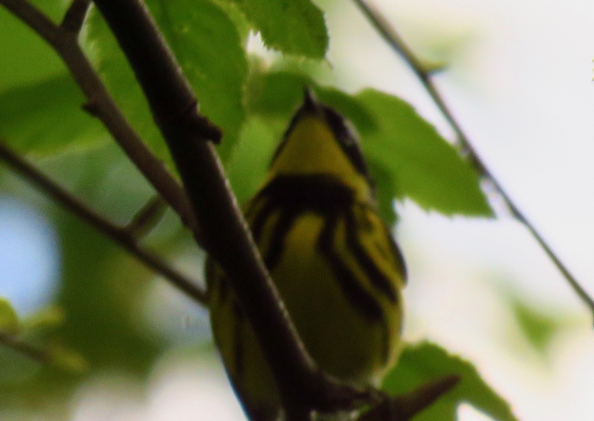 Magnolia Warbler - ML337621101