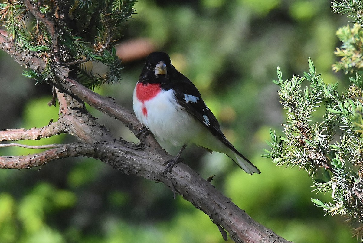 Rose-breasted Grosbeak - ML337621881