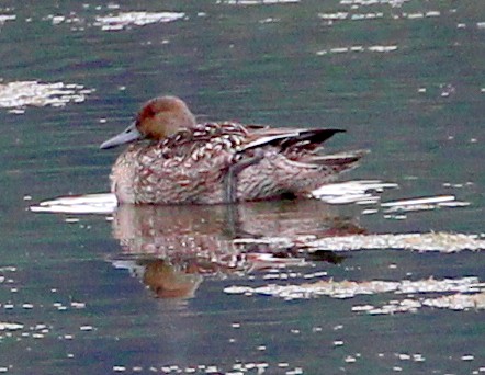 Northern Pintail - ML33762231