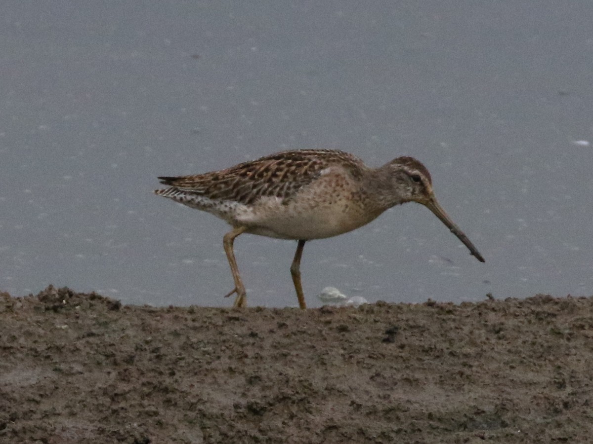 Short-billed Dowitcher - Steve Calver