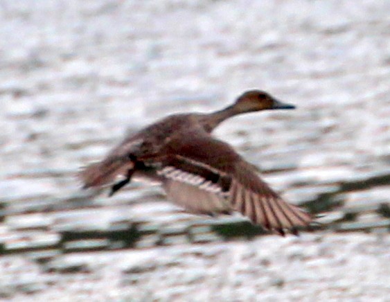 Northern Pintail - ML33762251