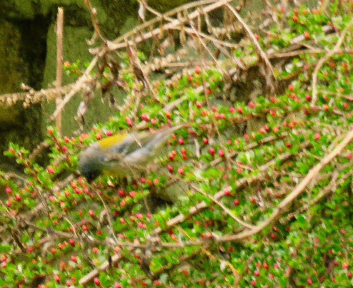 Northern Parula - ML337622701