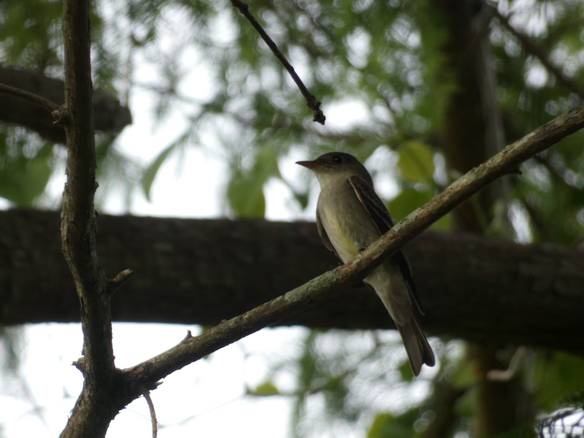 Eastern Wood-Pewee - ML337624221