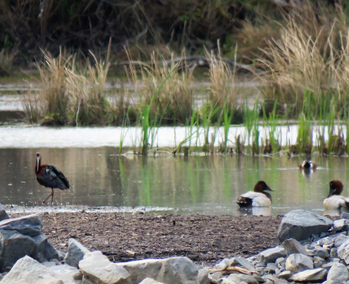 Canvasback - ML337624601