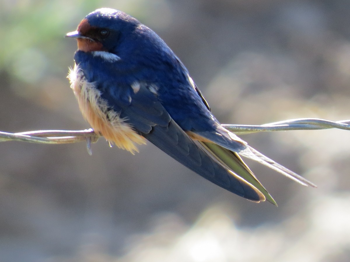 Golondrina Común - ML337625791