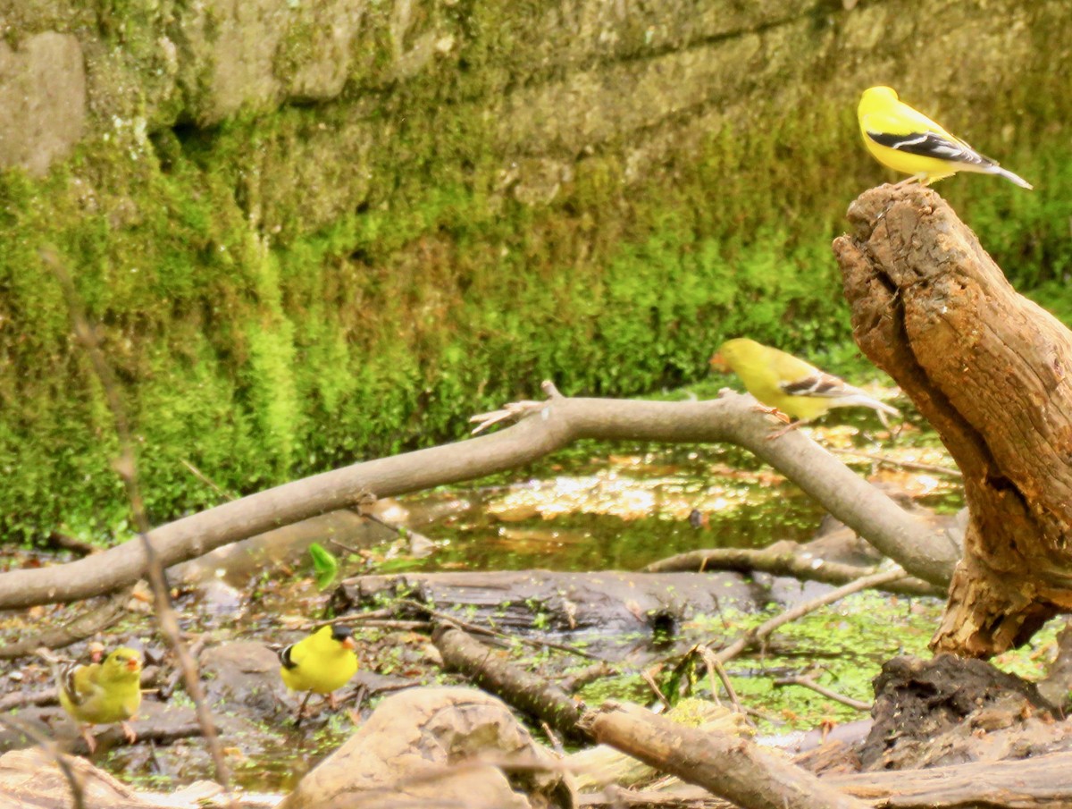 American Goldfinch - ML337627811