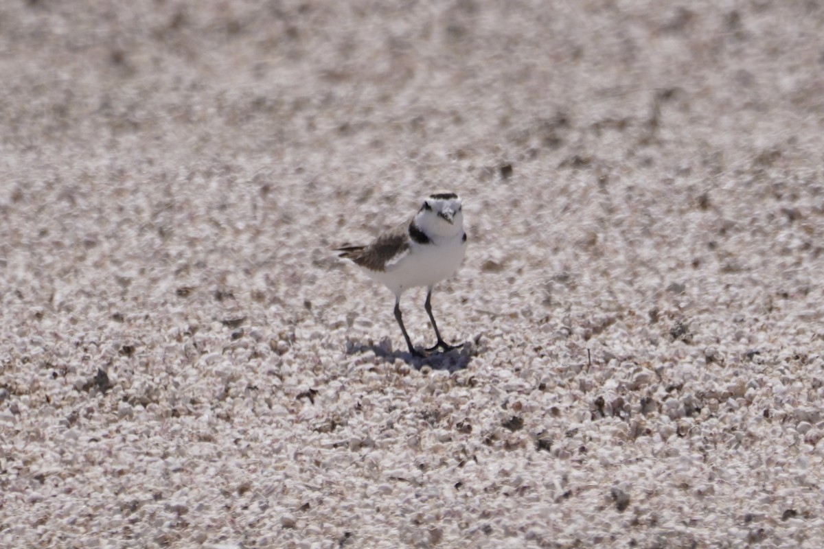 Snowy Plover - ML337628401