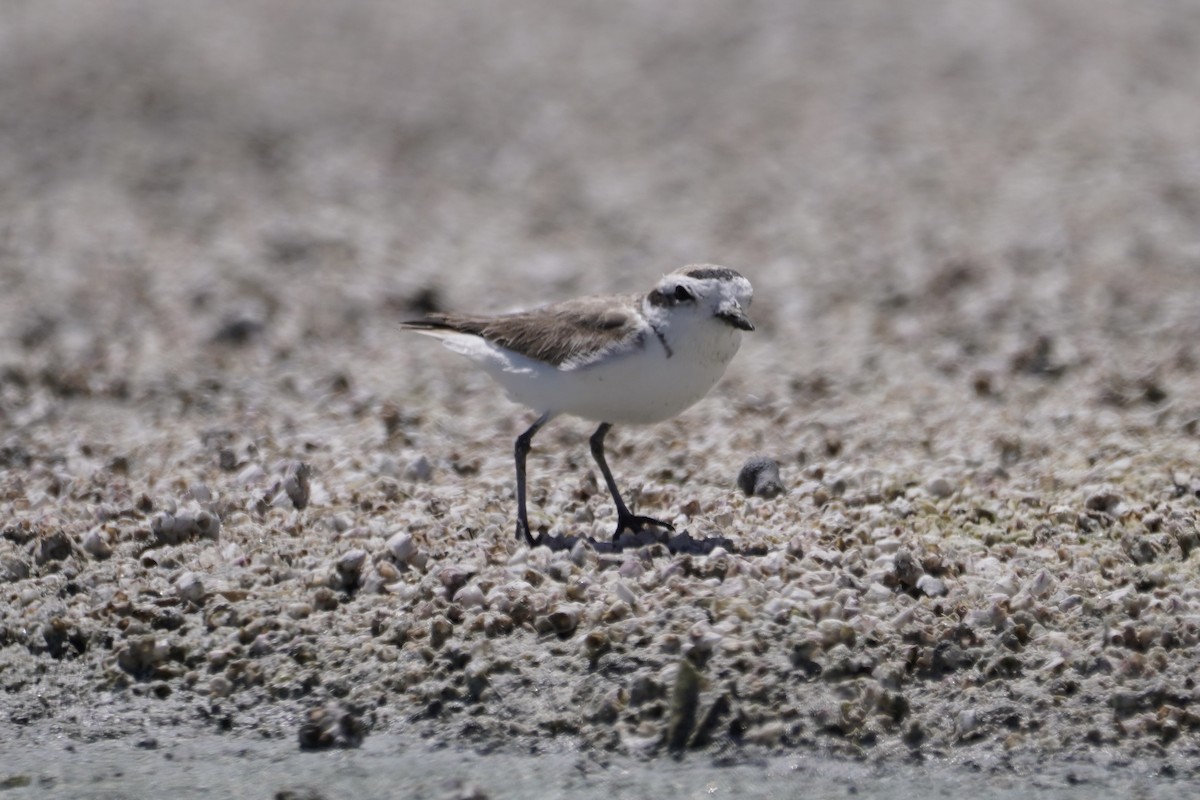 Snowy Plover - ML337628411