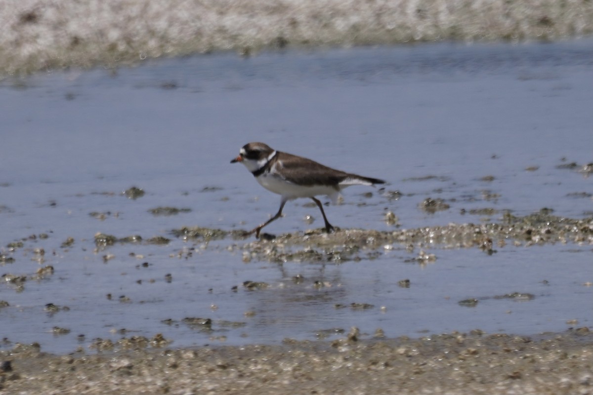 Semipalmated Plover - ML337628491
