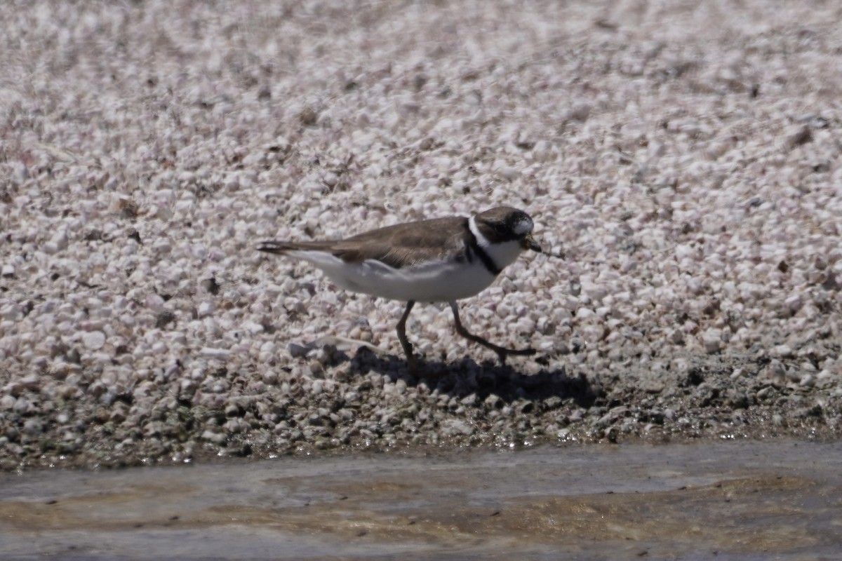 Semipalmated Plover - ML337628501