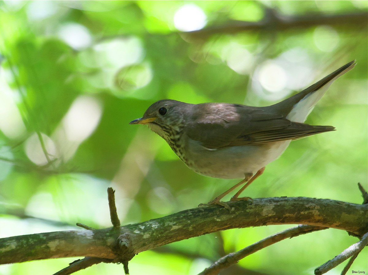 Gray-cheeked Thrush - ML337630491