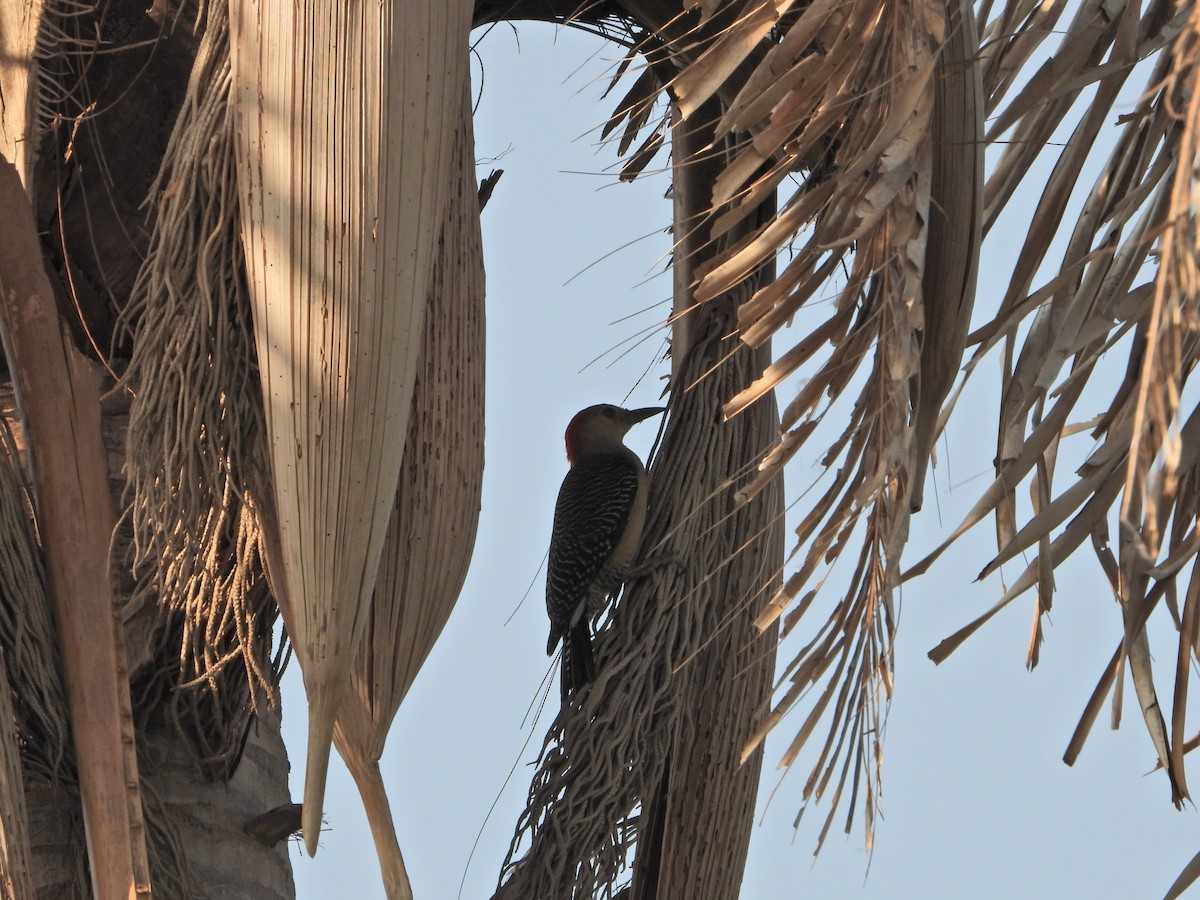 Golden-fronted Woodpecker - ML337631171