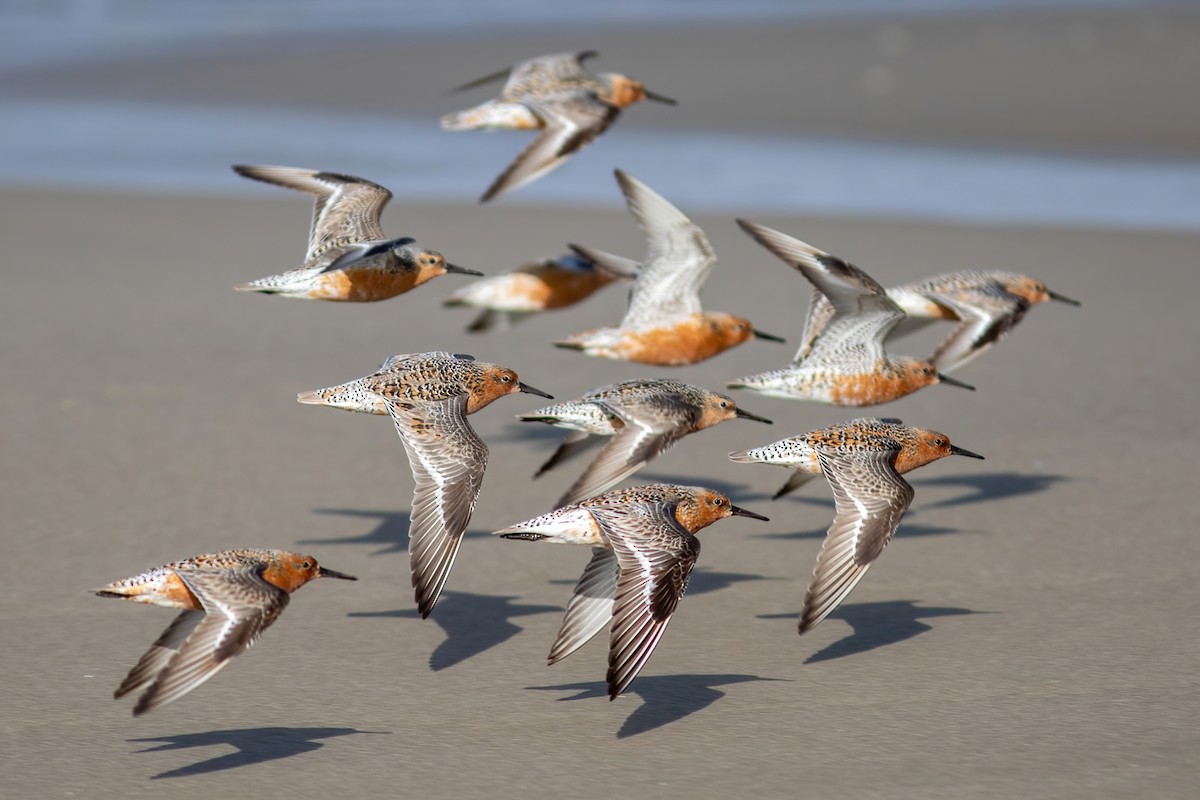 Red Knot - John C Sullivan