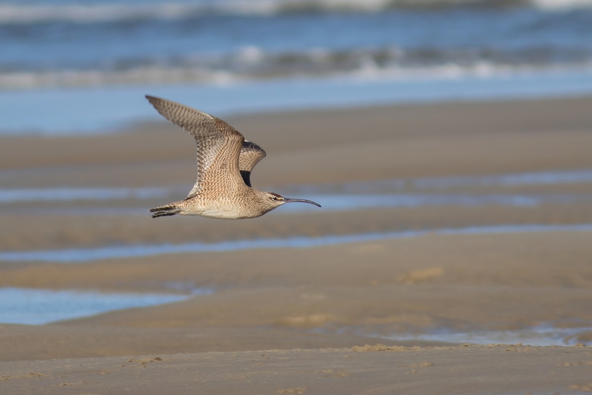 Whimbrel - John C Sullivan