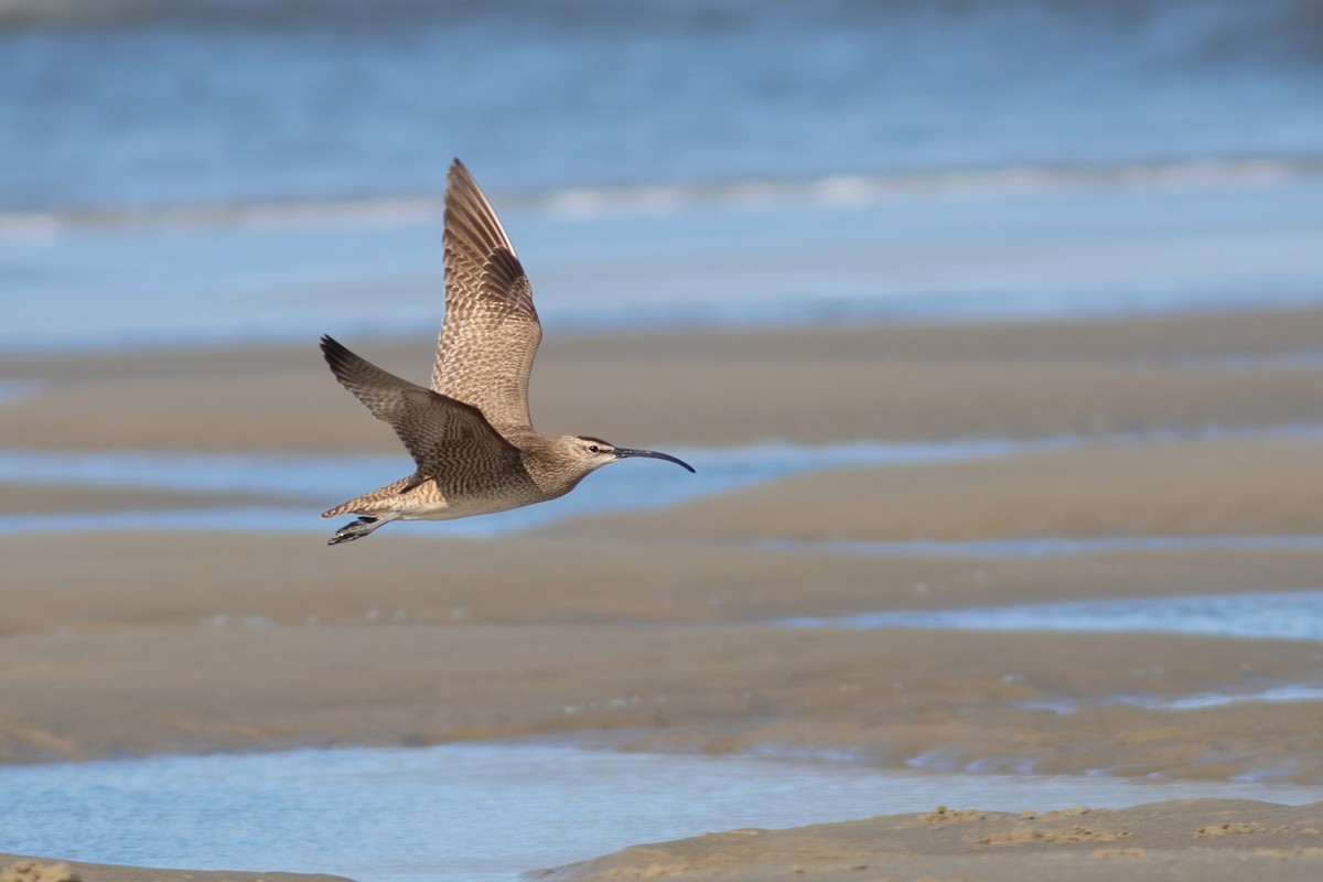 Whimbrel - John C Sullivan