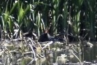 Common Gallinule - ML337632431