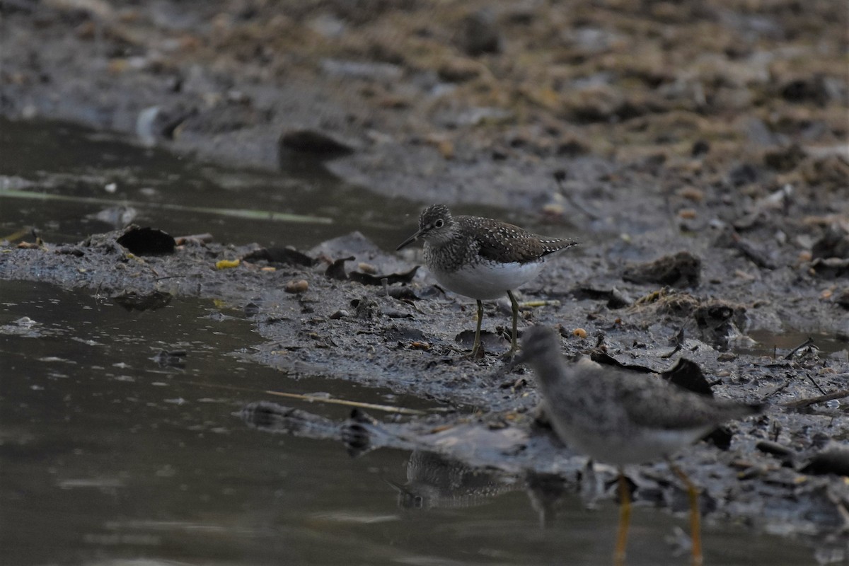 Solitary Sandpiper - ML337633281