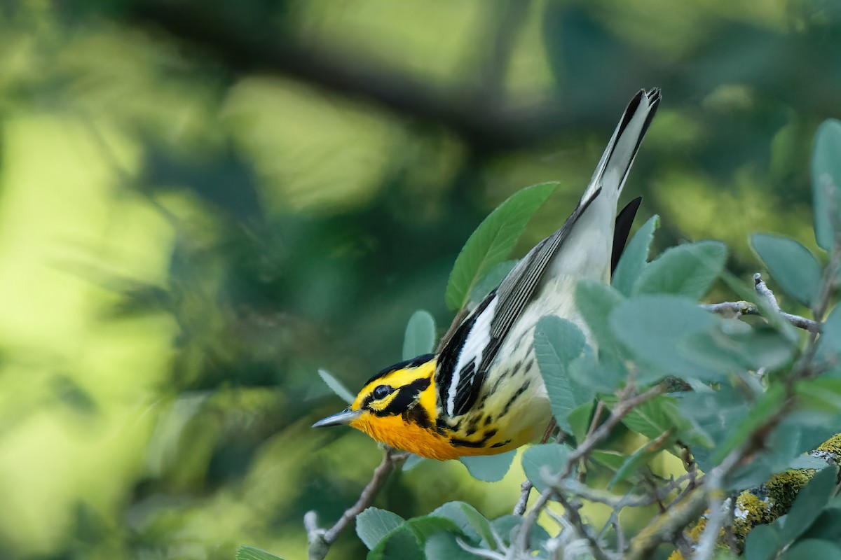 Blackburnian Warbler - ML337633351