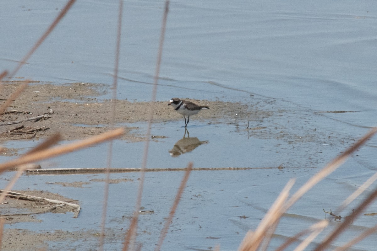 Semipalmated Plover - ML337633471