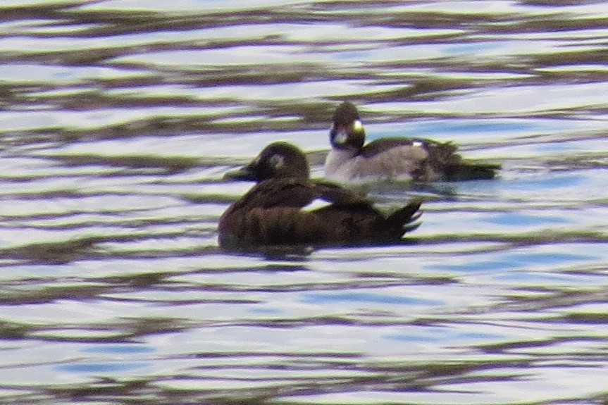 White-winged Scoter - ML337634111