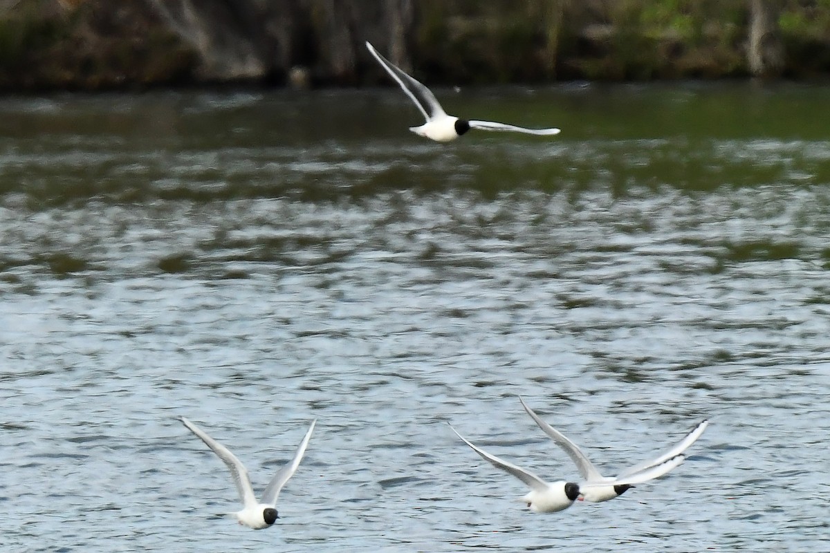 Mouette pygmée - ML337634351