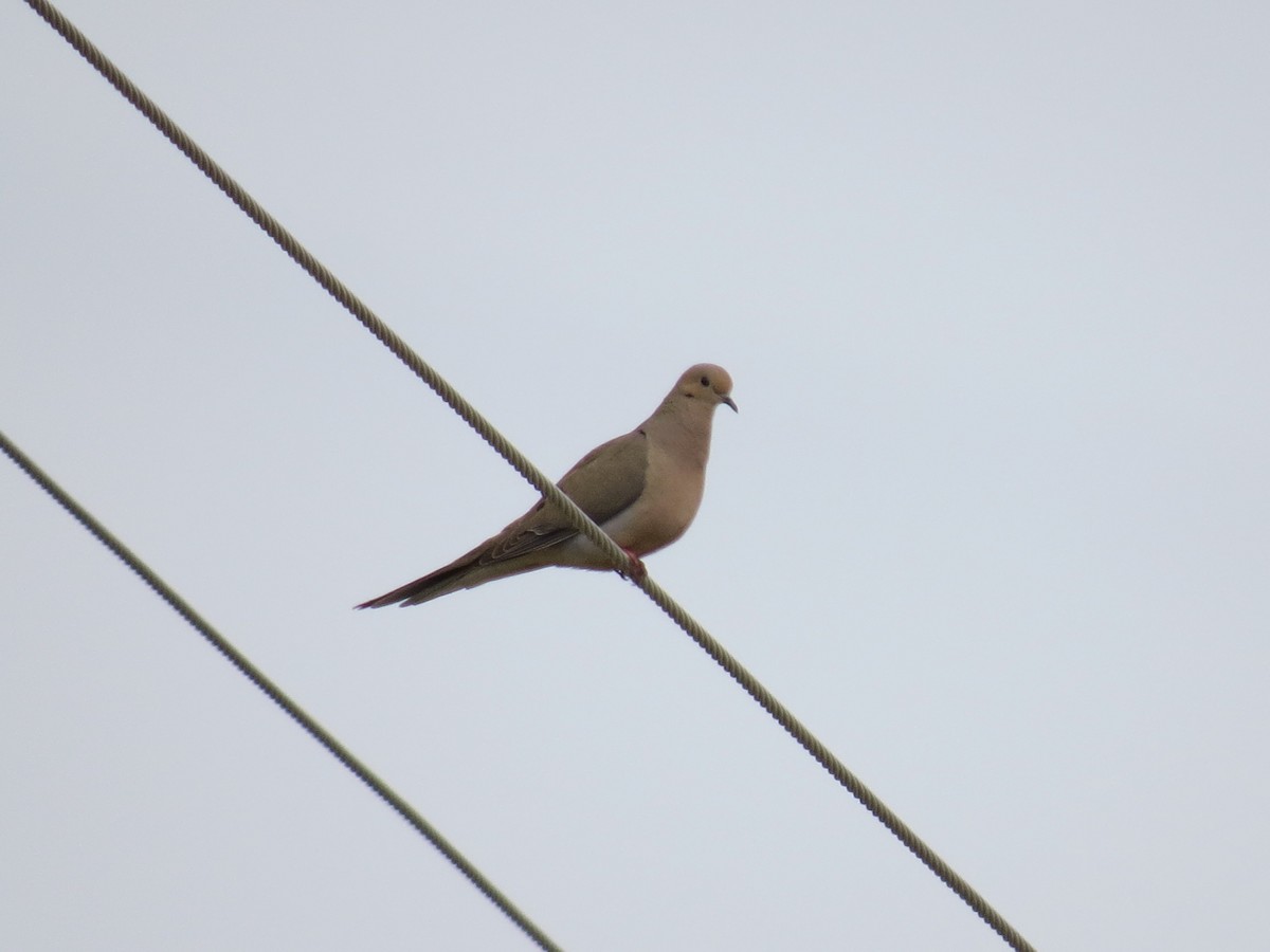 Mourning Dove - raylene wall