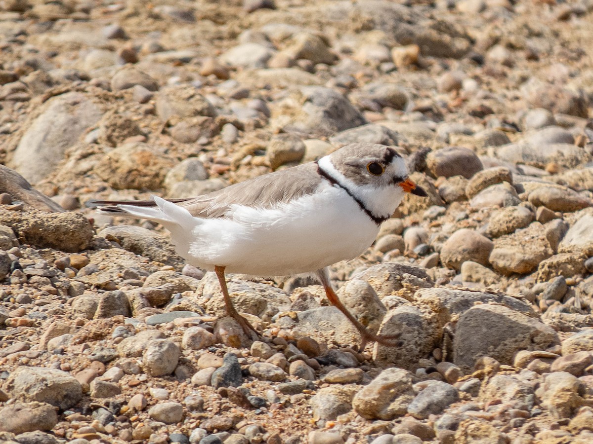 Piping Plover - Jason Alexander