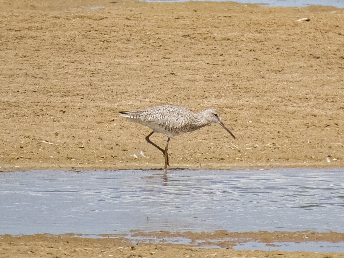 Willet - ML337637661