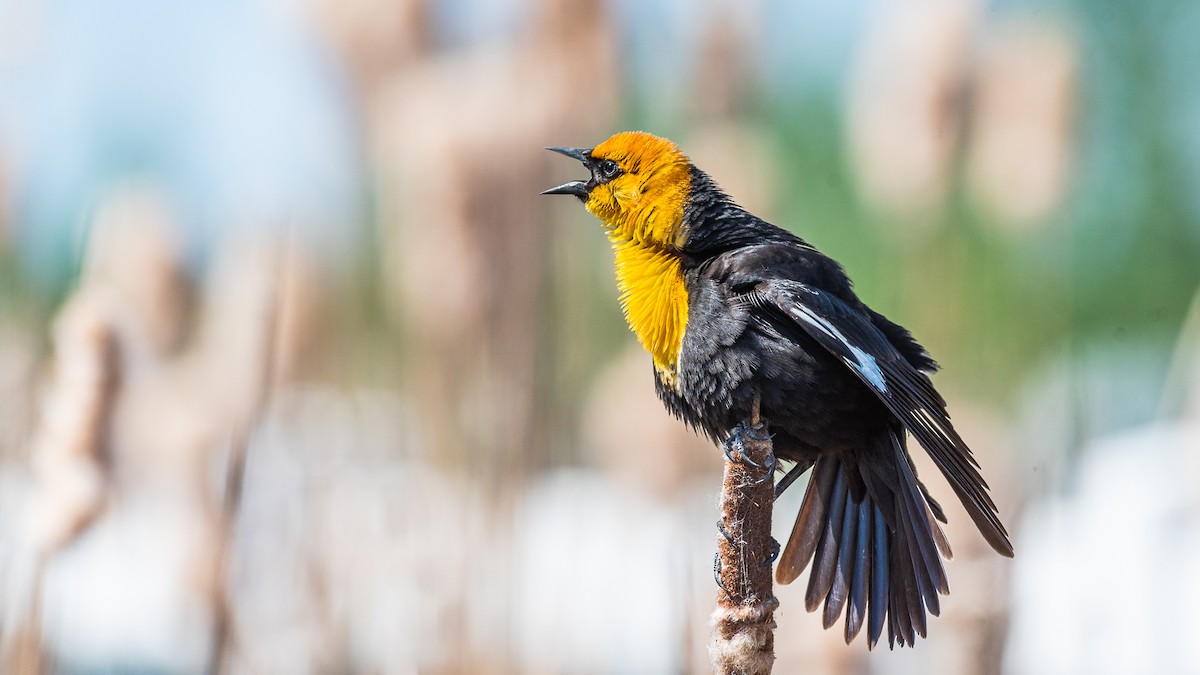 Yellow-headed Blackbird - John Jansen