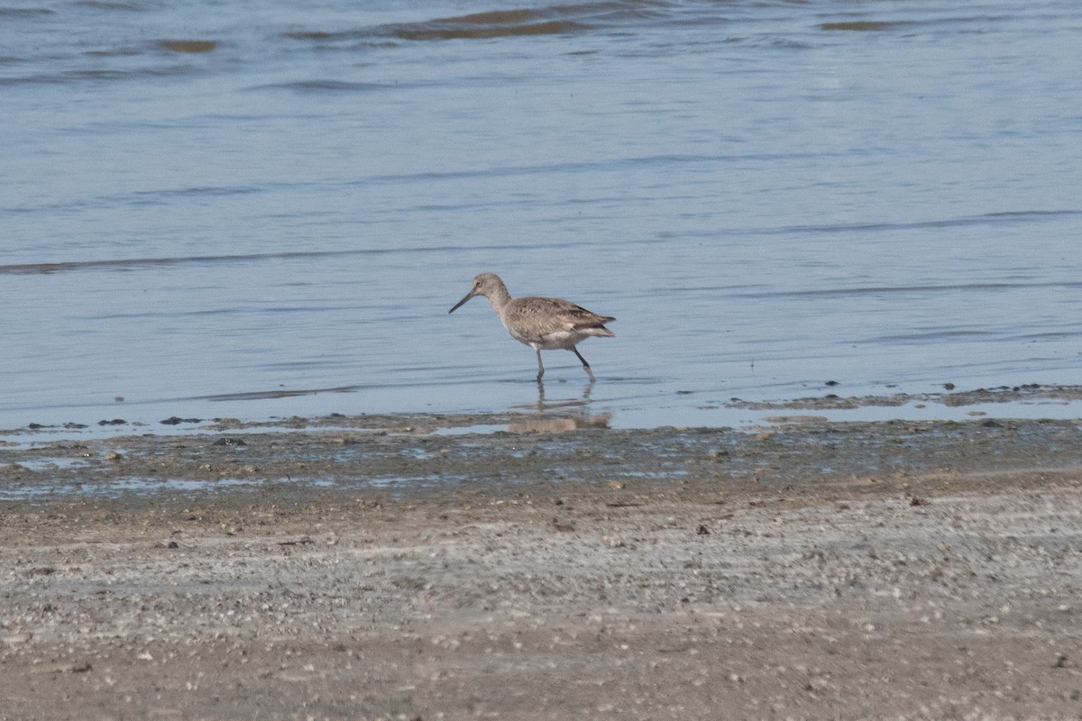 Willet - ML337638251