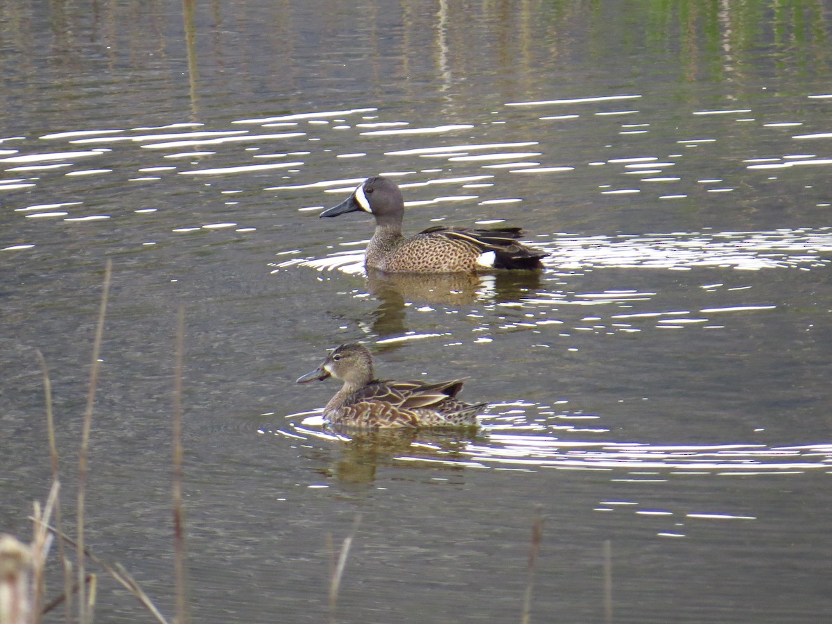 Blue-winged Teal - Chris Dale