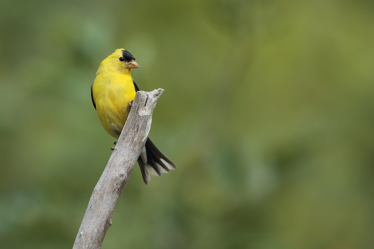 American Goldfinch - bellemare celine