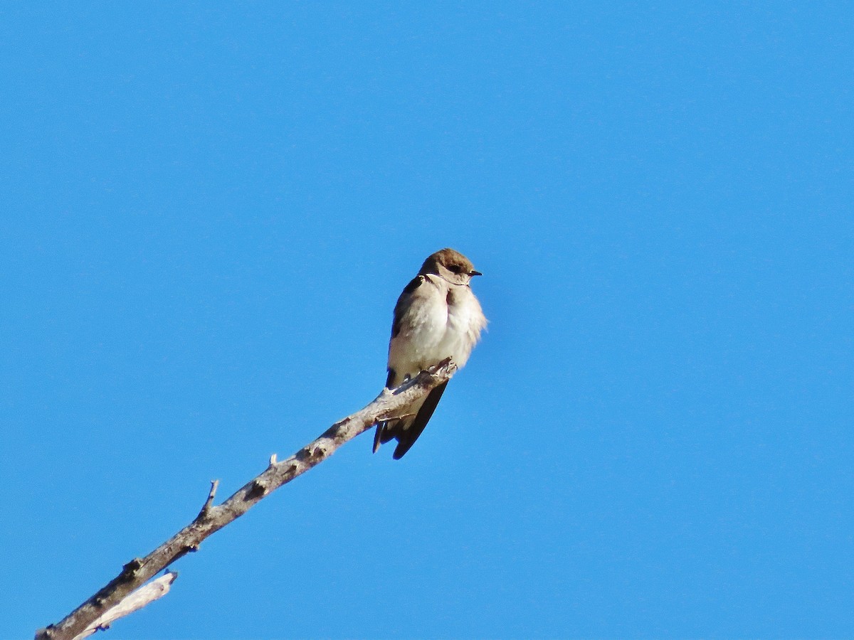 Northern Rough-winged Swallow - Craig Johnson