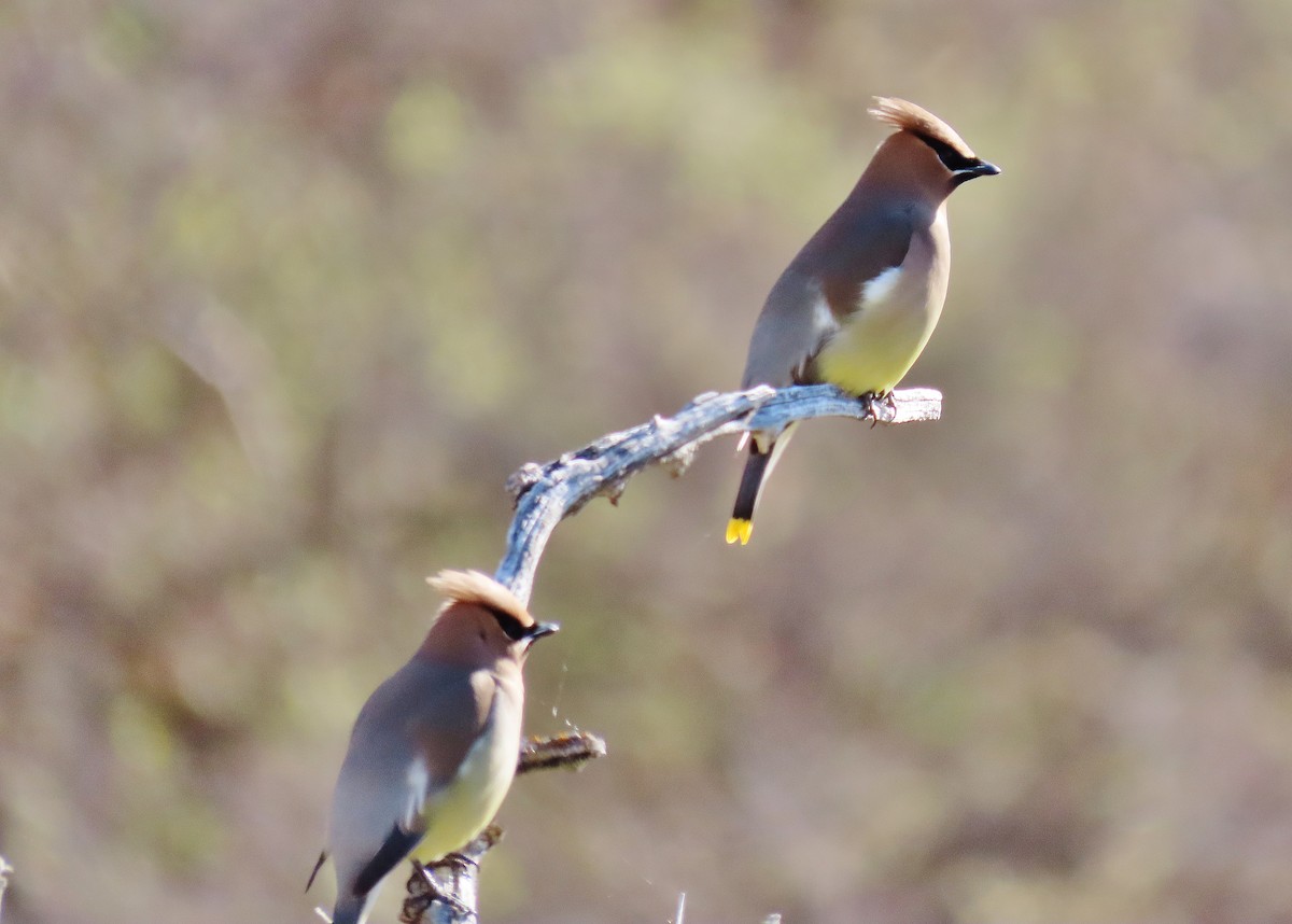 Cedar Waxwing - ML337643991