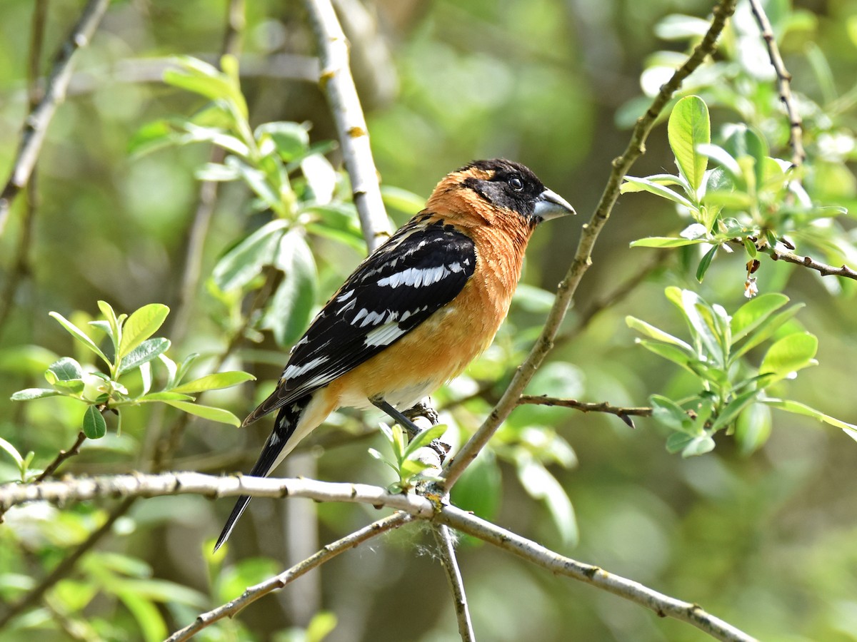 Black-headed Grosbeak - Chris Geraghty