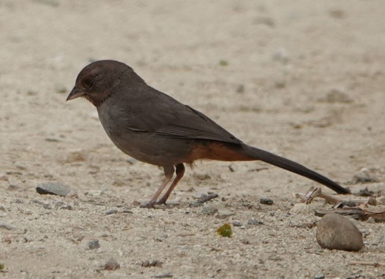 California Towhee - ML337645561