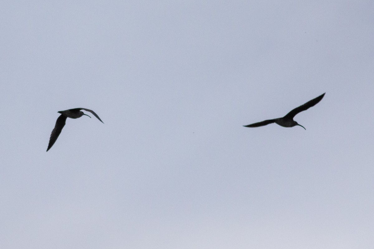 Whimbrel - Gavin McKinnon