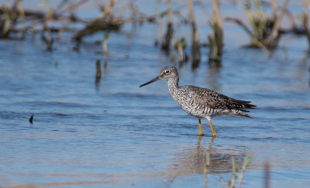 Greater Yellowlegs - Levi Plummer