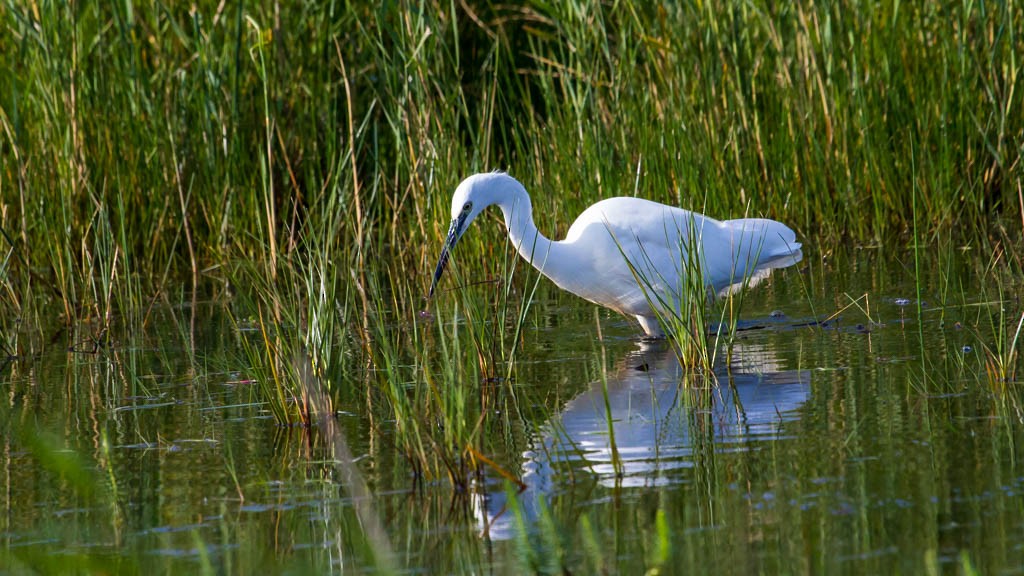 Little Egret - ML337647001