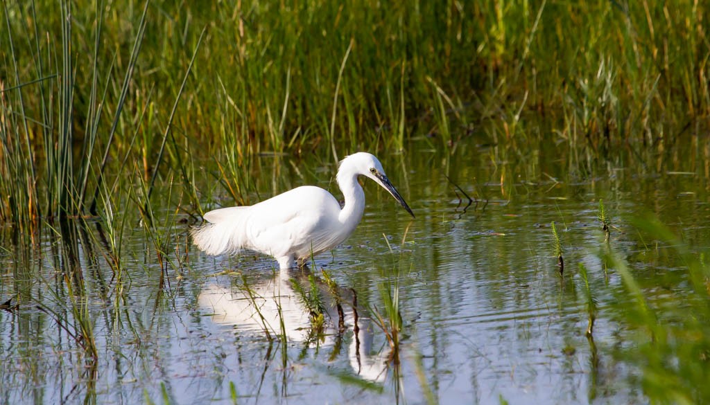 Little Egret - ML337647011