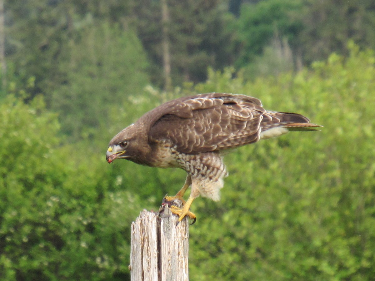 Red-tailed Hawk - ML337649051
