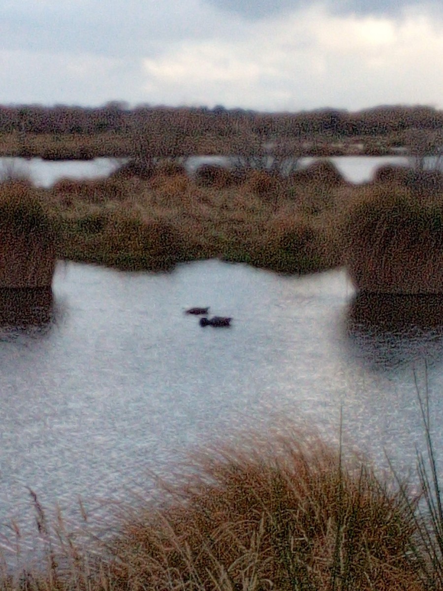 Paradise Shelduck - ML337649471