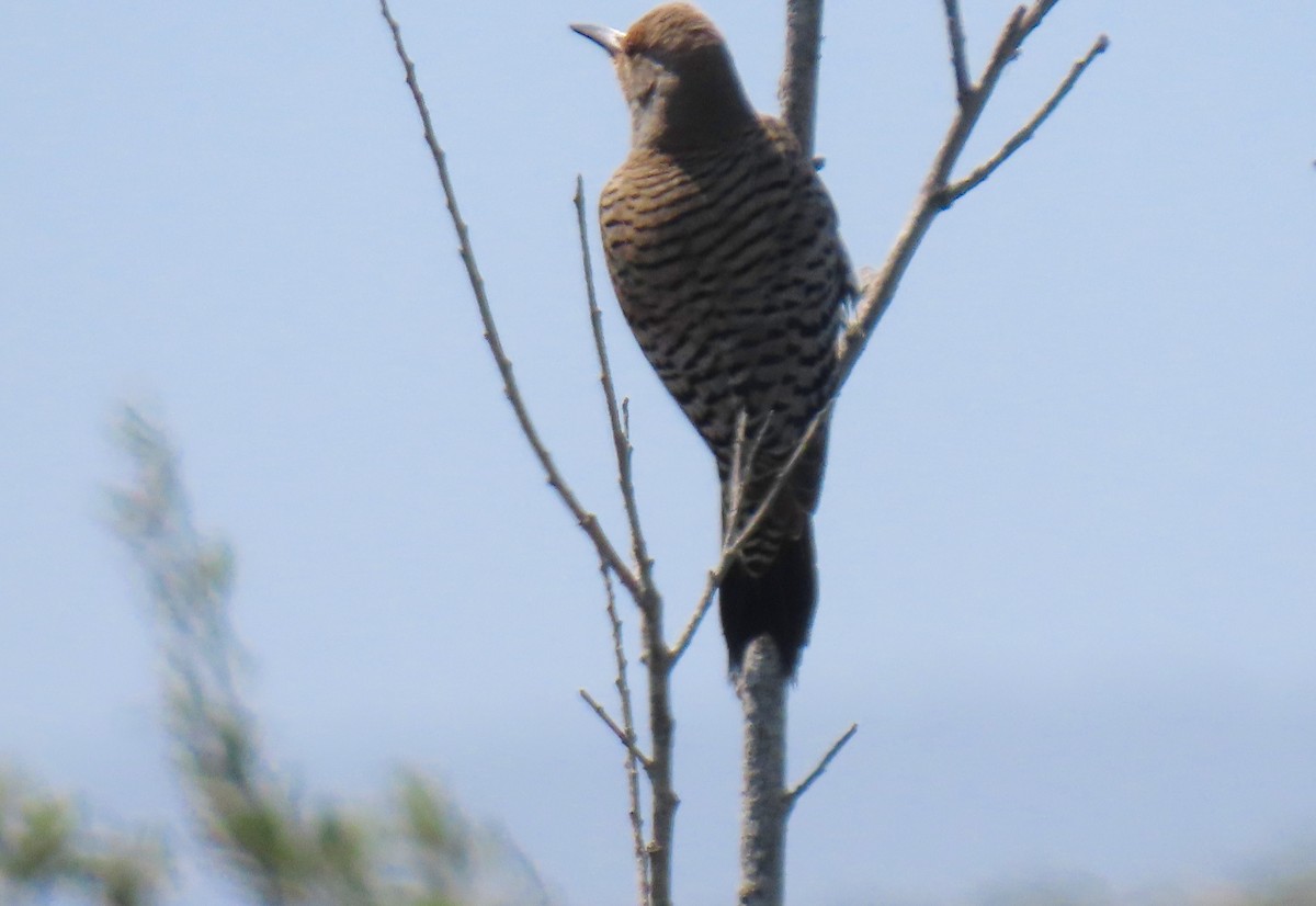 Northern Flicker - ML337650551