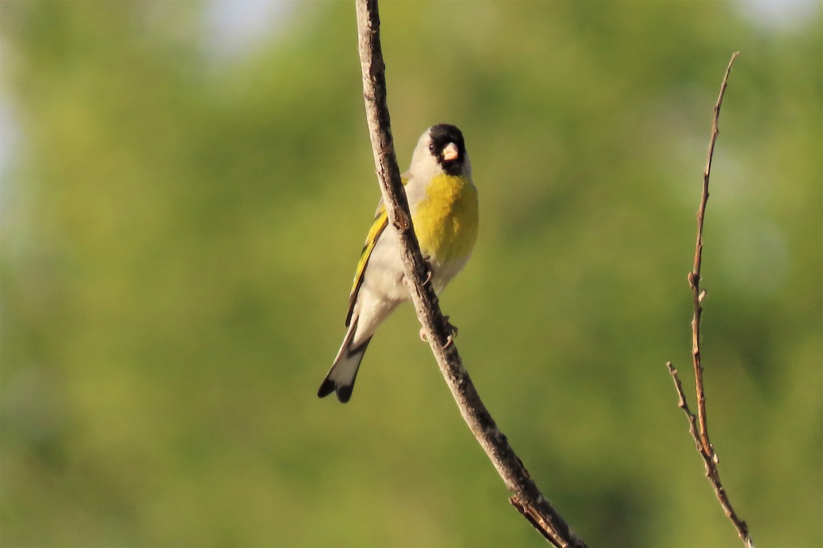 Lawrence's Goldfinch - ML337651651